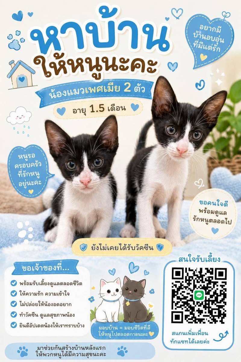 Deknoiyaya1's tweet photo. ฝากรีหน่อยฮับ ช่วยตามหาบ้านให้น้องแมว มีใครสนใจน้องแมวเพศเมีย พิกัด จังหวัดอุดรธานี บริการส่งฟรี ทำวัคซีนให้ก่อนไปอยู่บ้านใหม่  #หาบ้านให้แมว #แมวหาบ้าน #แมวจรหาบ้าน #อุดรธานี https://t.co/dPJgnXwWtL