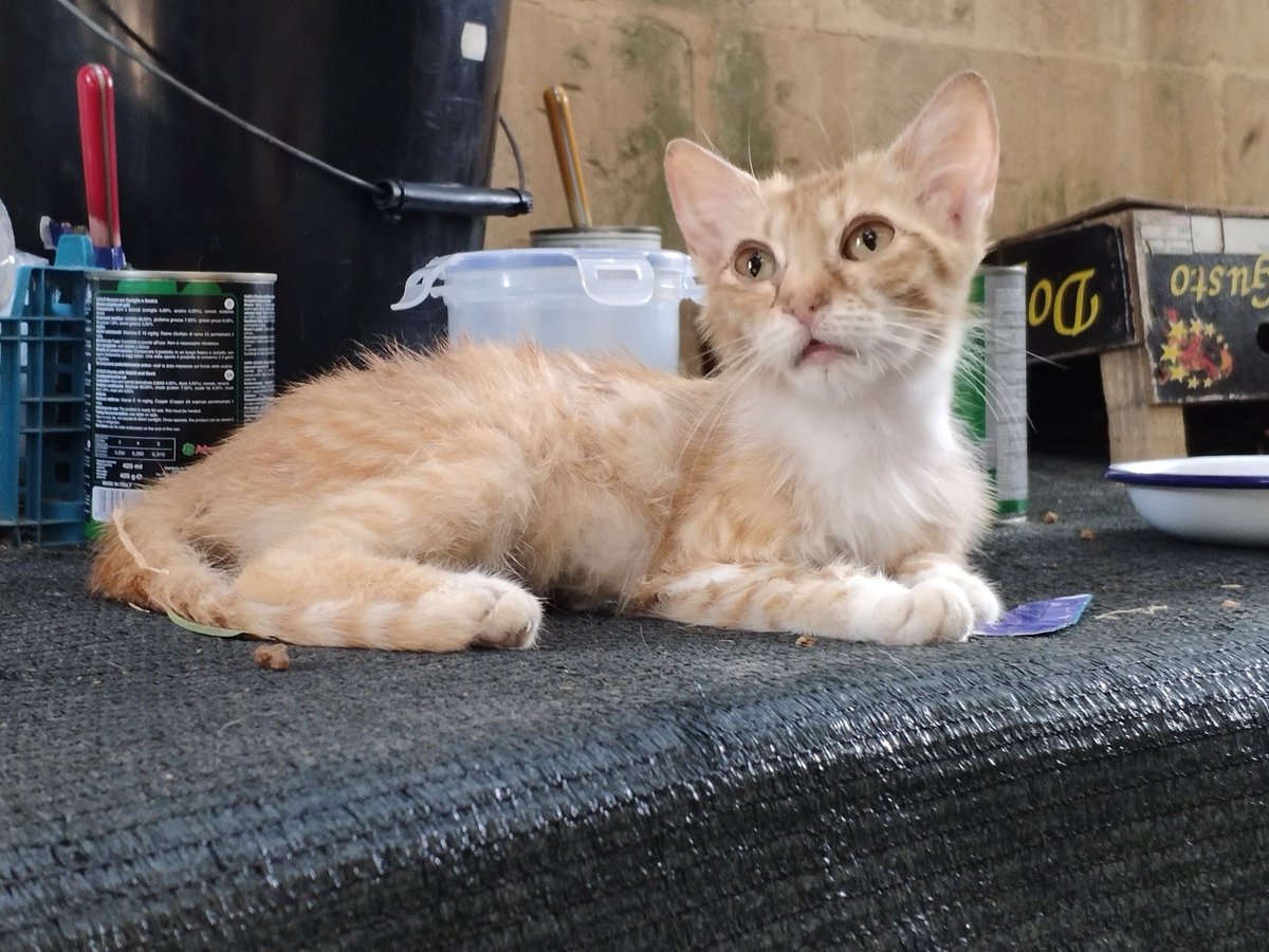 The Cat Is Busy tweet media