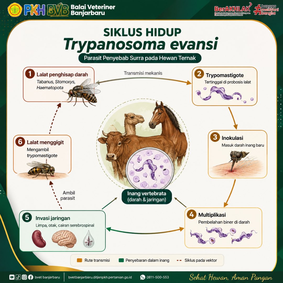 bvetbjb's tweet photo. Hai #SanakVeteriner 🖐🏻

🦠 Mengenal Siklus Hidup Trypanosoma evansi, Penyebab Penyakit Surra pada Hewan Ternak 🐄🐎🐪 https://t.co/7sJhYFkXe3