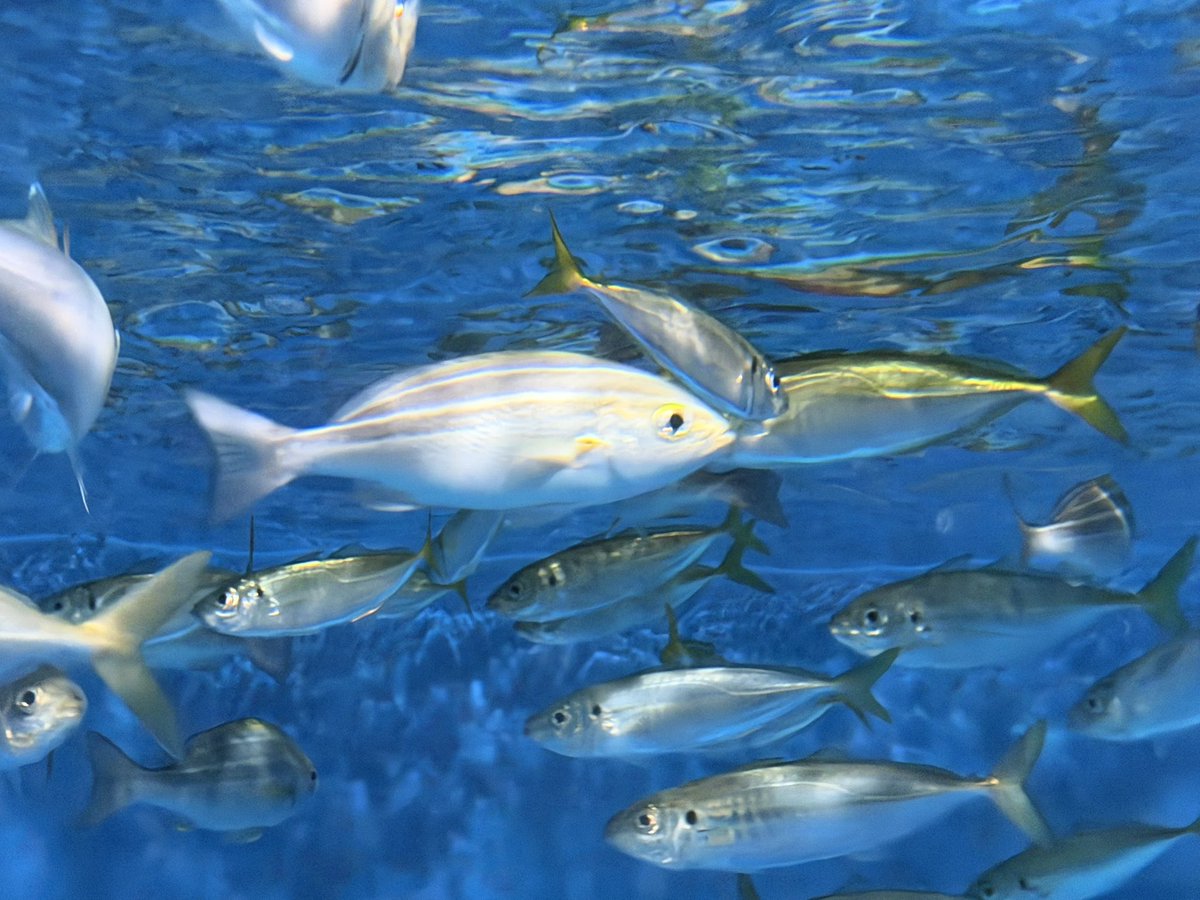 _naco_ch_'s tweet photo. ちっちゃい水族館ですが、瀬戸内海のお魚を中心に展示🐟
博物館も併設されていて、貝の標本や魚の剥製、船の模型などがあり、瀬戸内の自然や歴史が紹介されていました https://t.co/4h3YcBrhG9
