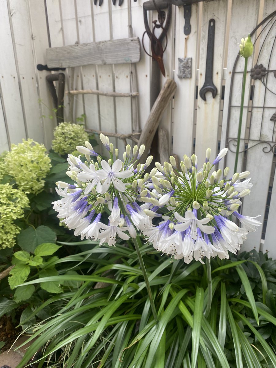 fm760fm's tweet photo. アガパンサス ツイスター
蒸し暑いお庭にホワイトとブルーの涼しげなのが咲いてくれています🤍💙 https://t.co/faeTkTeQnb
