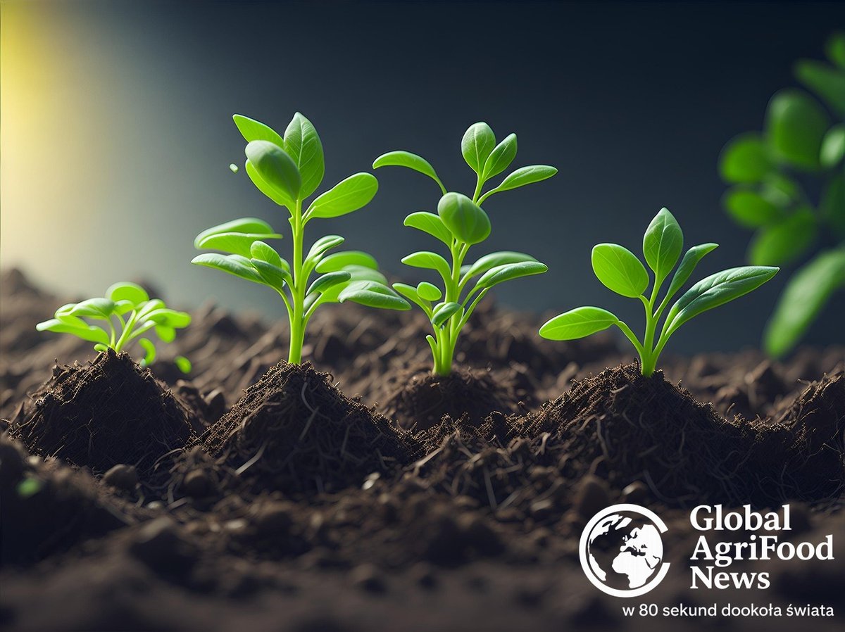 a__chodkowski's tweet photo. Global AgriFood News 🌍🍎(ciąg dalszy)
🌱Ameryka Północna: Prezydent Donald Trump podpisał rozporządzenie wykonawcze promujące rolnictwo regeneratywne oraz przyspieszające procedury zatwierdzania alternatywnych środków ochrony roślin. Jednocześnie Departament Rolnictwa opublikował finalną „Regenerative Feedstock Rule”, która ma odblokować wsparcie finansowe dla rolników stosujących zrównoważone praktyki uprawy. https://t.co/fg4l6HCEPI
🌐Ameryka Południowa: W São Paulo odbył się „World Agri-Tech South America Summit”, w którym uczestniczyło ponad 500 liderów sektora rolno-spożywczego z Ameryki Łacińskiej. Głównymi tematami były możliwości wynikające z umowy Mercosur-UE w zakresie eksportu identyfikowalnych i zrównoważonych surowców rolnych oraz rola technologii w transformacji systemów żywnościowych. https://t.co/XEp2F1ub3S
📈Australia/Oceania: Nowa Zelandia prognozuje rekordowe przychody z eksportu produktów rolnych i leśnych na poziomie 64,3 mld dolarów nowozelandzkich w roku kończącym się 30 czerwca 2026, co oznacza wzrost o 6% w porównaniu z rokiem poprzednim. Wzrost napędzają wysokie ceny produktów mleczarskich, mięsa czerwonego i wełny oraz rekordowe zbiory kiwi i jabłek. https://t.co/9ioUuKwt3Q
#GlobalAgriFoodNews #Rolnictwo #AgriFood #BezpieczeństwoŻywnościowe #PolitykaRolna #InnowacjeRolnicze 🚀