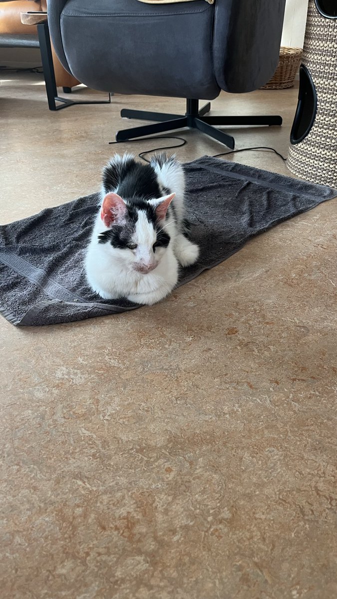 fautje's tweet photo. @Ingeborgvraagt Natte handdoek onder de plafond ventilator, geen duur kussen uit de dierenwinkel, regelmatig begieten met de gieter, de handdoek, niet de kater. https://t.co/kVFFBtR5Pf