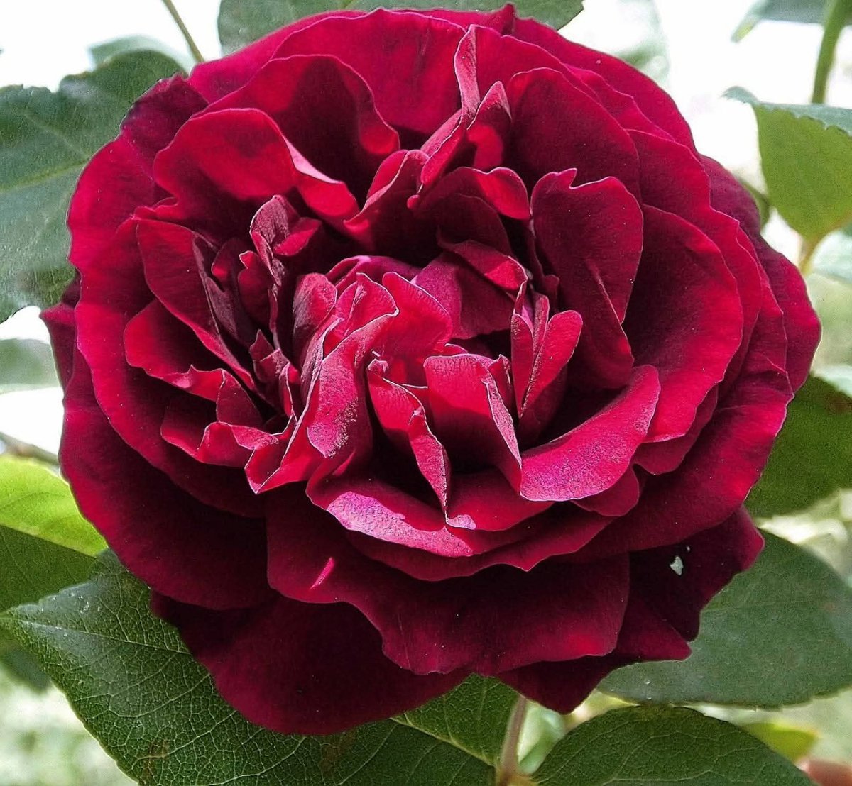 ChakraHiyam's tweet photo. https://t.co/eELcSwA91B