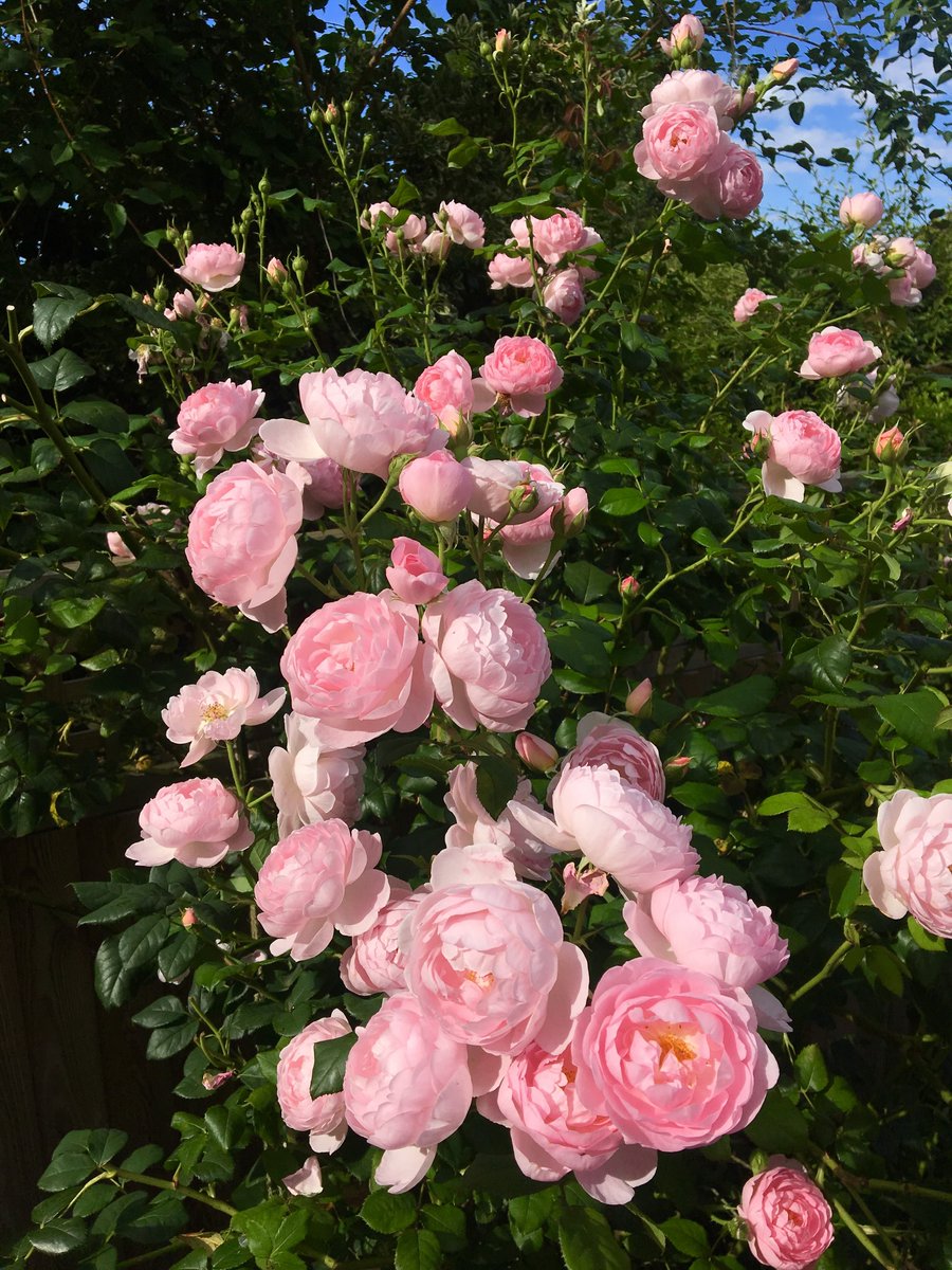 DailyFlowersX's tweet photo. https://t.co/peQKdhTgF2