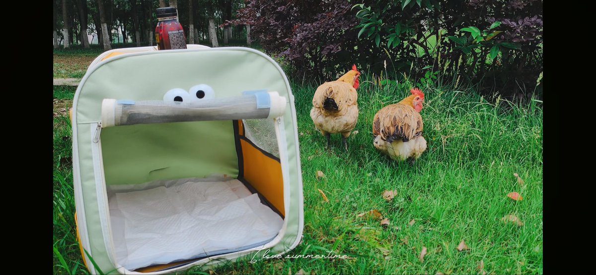 Neordjl's tweet photo. @rebeccahillauer Der edle Hund verkörpert als treuer Kamerad die höchste rassische Wertigkeit, darf nie entweiht werden; Huhn und Gans sind artfremd und minderwertig, bleiben selbst als Haustier gehalten niedere Nutztiere auf dem Schlachttisch. Dachte Deutschlands frühere Generation nicht ebenso? https://t.co/Kg5qP1vO1C