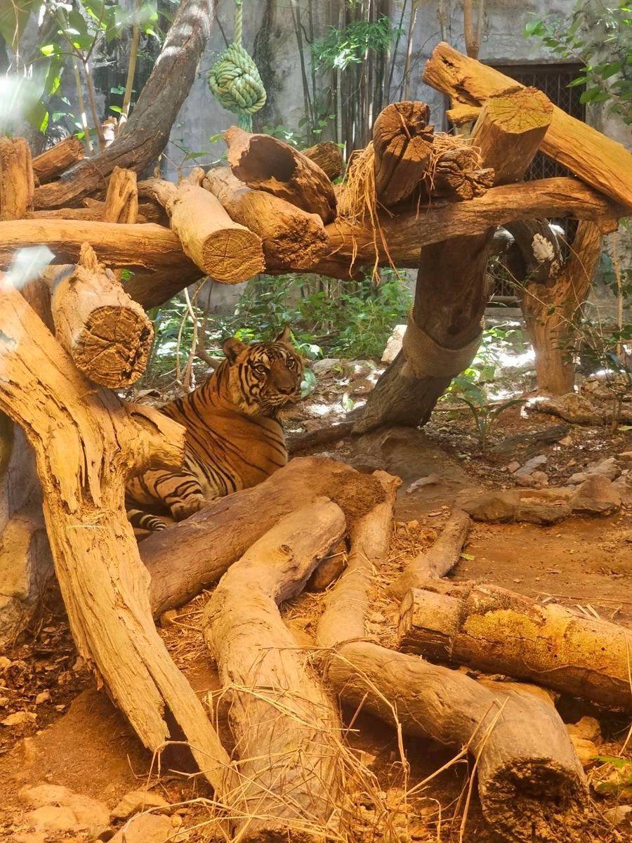 KhaokheowZoo's tweet photo. ได้แช่น้ำแล้วสดชื่น หุบเสือป่า Catcomplex  

#เสือโคร่ง #สวนสัตว์เปิดเขาเขียว #catcomplex #หุบเสือป่า https://t.co/M4ZgLewWgp