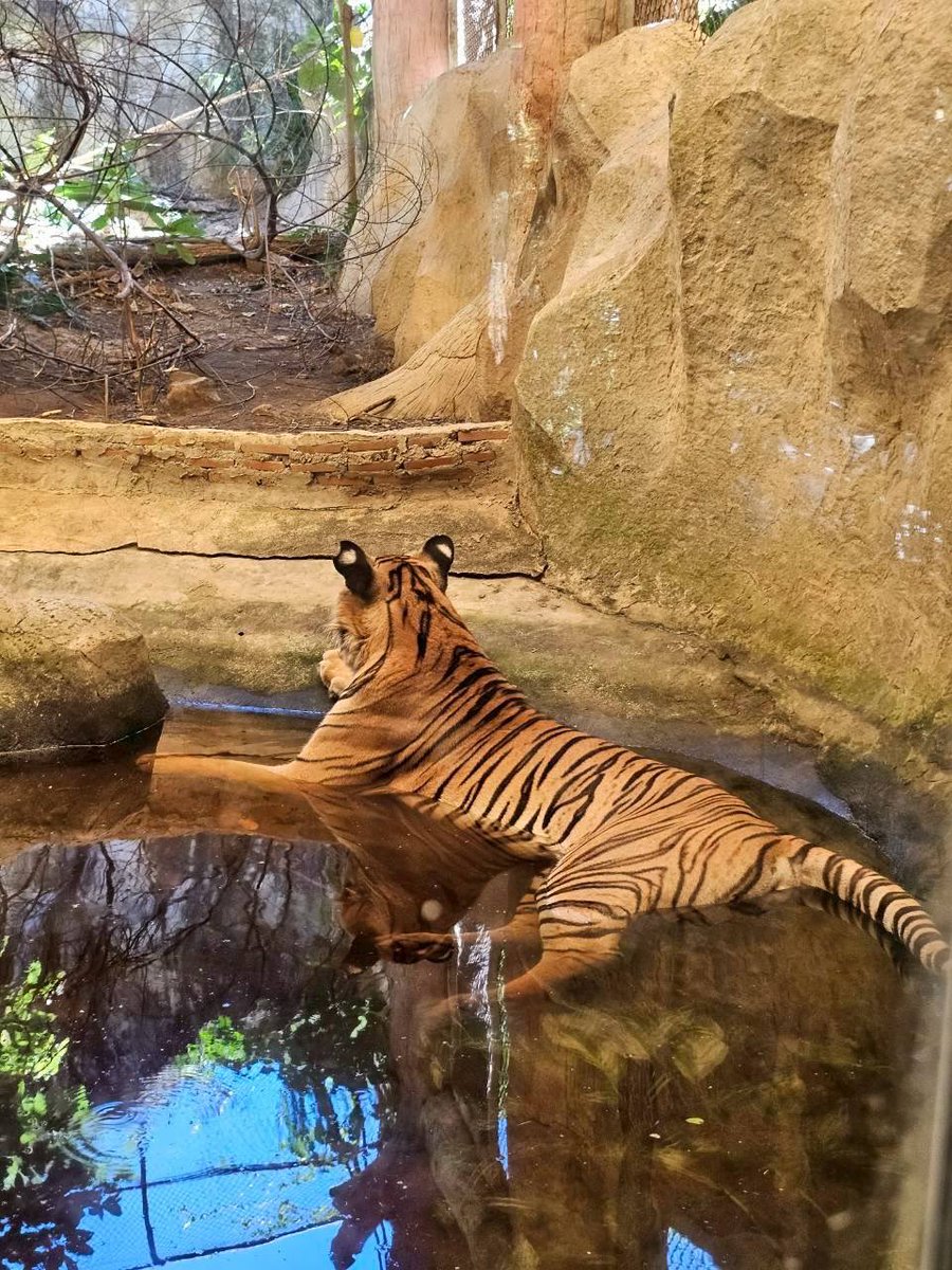 KhaokheowZoo's tweet photo. ได้แช่น้ำแล้วสดชื่น หุบเสือป่า Catcomplex  

#เสือโคร่ง #สวนสัตว์เปิดเขาเขียว #catcomplex #หุบเสือป่า https://t.co/M4ZgLewWgp