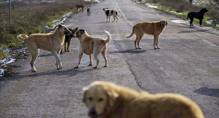 Belediye Başkanlarına Sahipsiz Köpekler ve Barınak Konusunda Soruşturma