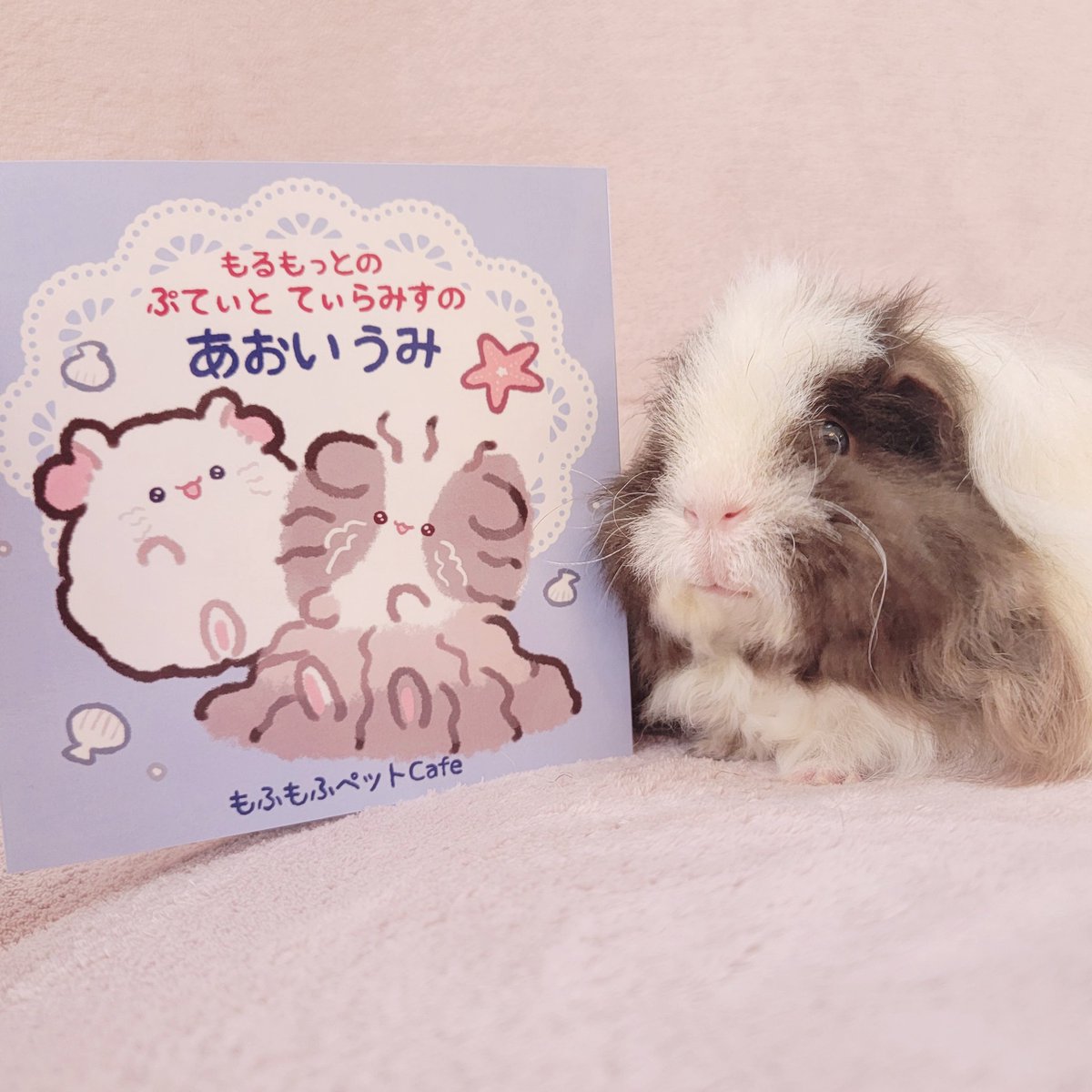 もふもふペットCafe tweet media