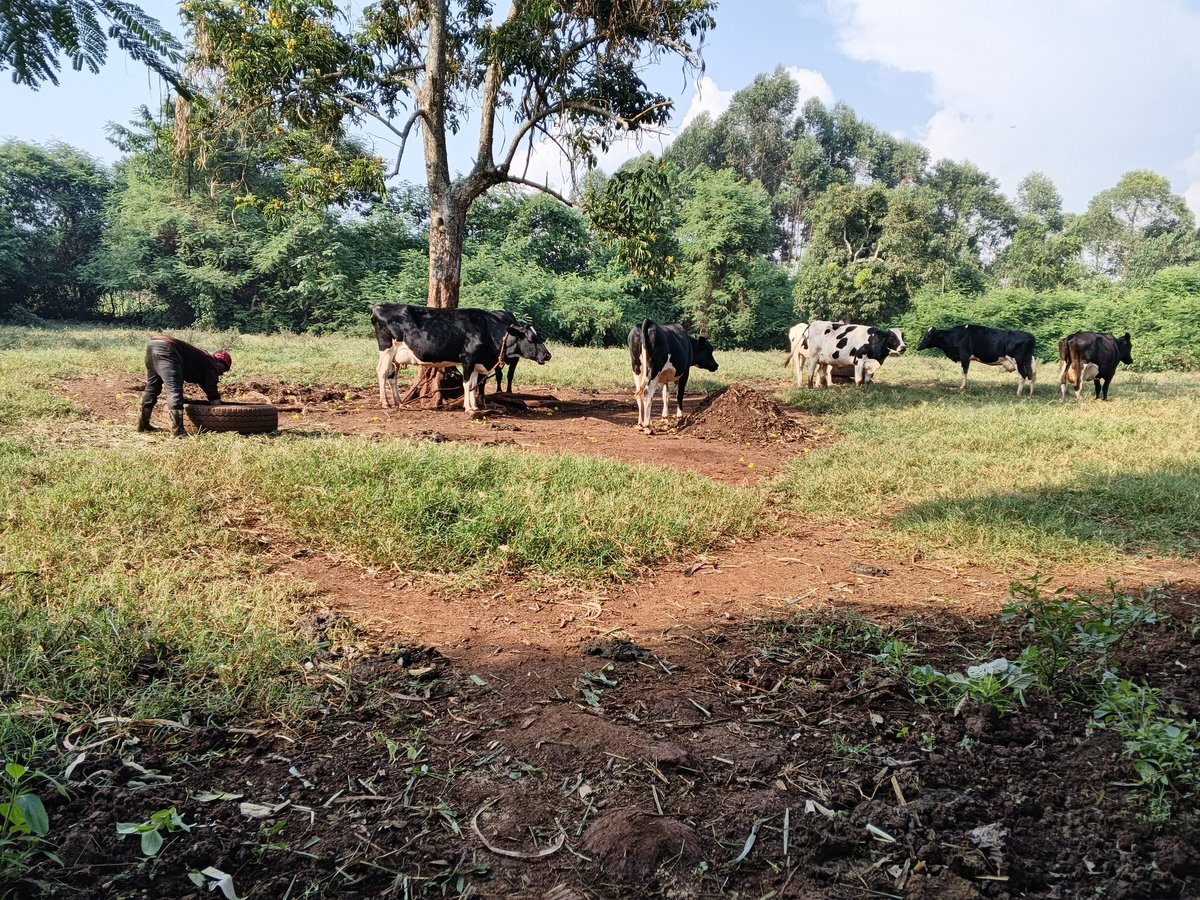 Mr_Mugumya's tweet photo. Let's do the math. My 3 milking cows produce 64-70 litres a day. At UGX 1,800 per litre, that's about UGX 126,000 every day. The other 5 cows are expecting soon. Tell me again, isn't dairy farming a big deal? https://t.co/l5irUKJWSc