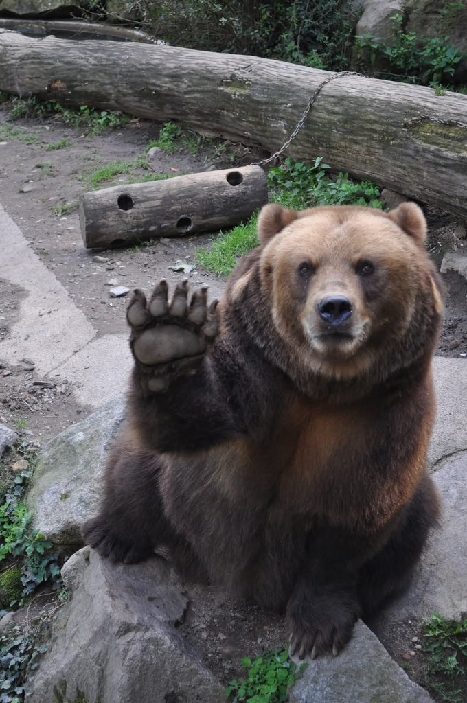 wildbeasteX's tweet photo. Hey guyzz ! https://t.co/5UCBu3GfQP