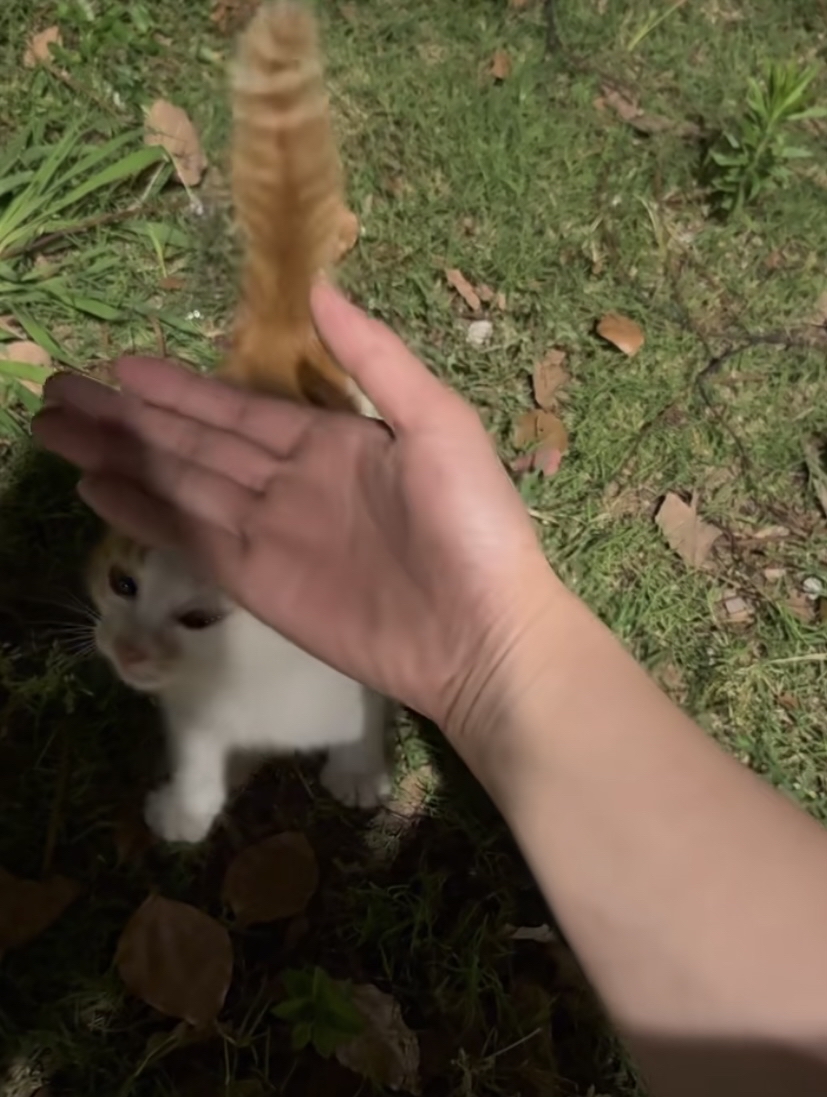 Samii__don's tweet photo. My cat Mochi just turned 6 months old! From a tiny ball of fur that fit in my palm to this zoom machine that breaks my houseplants—growth hits different ， https://t.co/5qqfi5yMSH