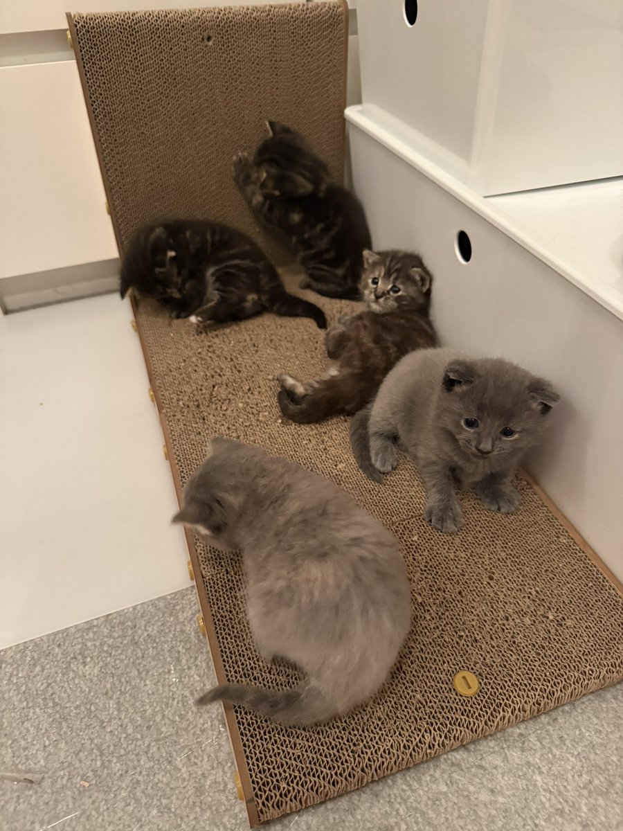 KittensCam's tweet photo. @ayojoestar Luna also gave birth to five, three weeks ago https://t.co/90wABdqw6F