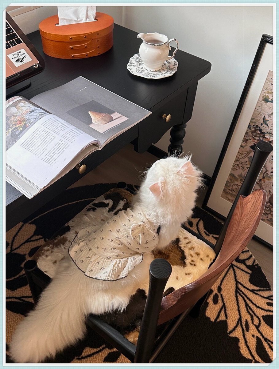 giuseppeuzzauto's tweet photo. Cozy Sunday vibes: making warm oat latte on the windowsill, with a fluffy cat napping on the knit blanket. Perfect little home moment https://t.co/LKAQ1Kqnph