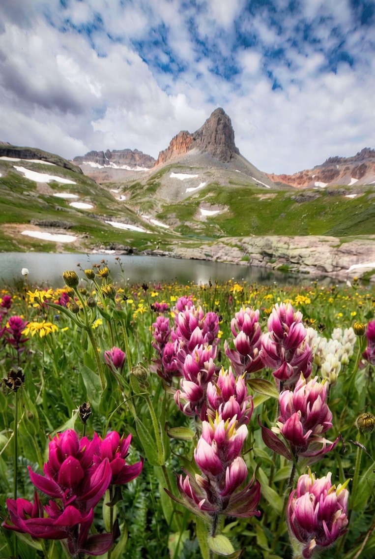 Oi_On_Ya's tweet photo. Paintbrush  flowers  in 📌San Juan Mountains Colorado  USA.
Have a wonderful Tuesday everyone! https://t.co/AdrTocnYYw