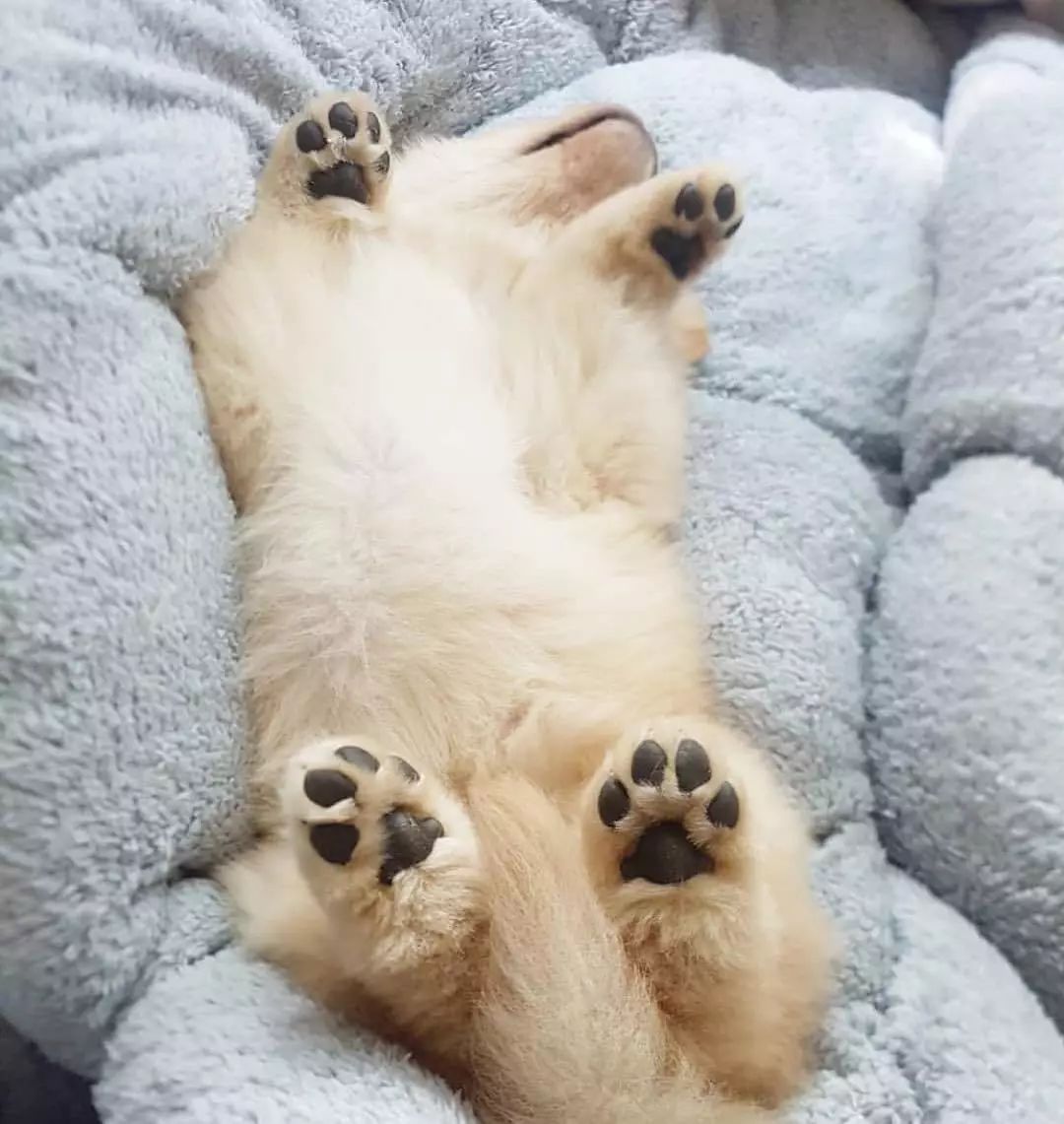 QueenSaka84's tweet photo. New week = new growth for my fur baby  Just hit their 6-month milestone and they’re already mastering 3 tiny tricks! So proud of this little explorer https://t.co/WqnYvoNKs7