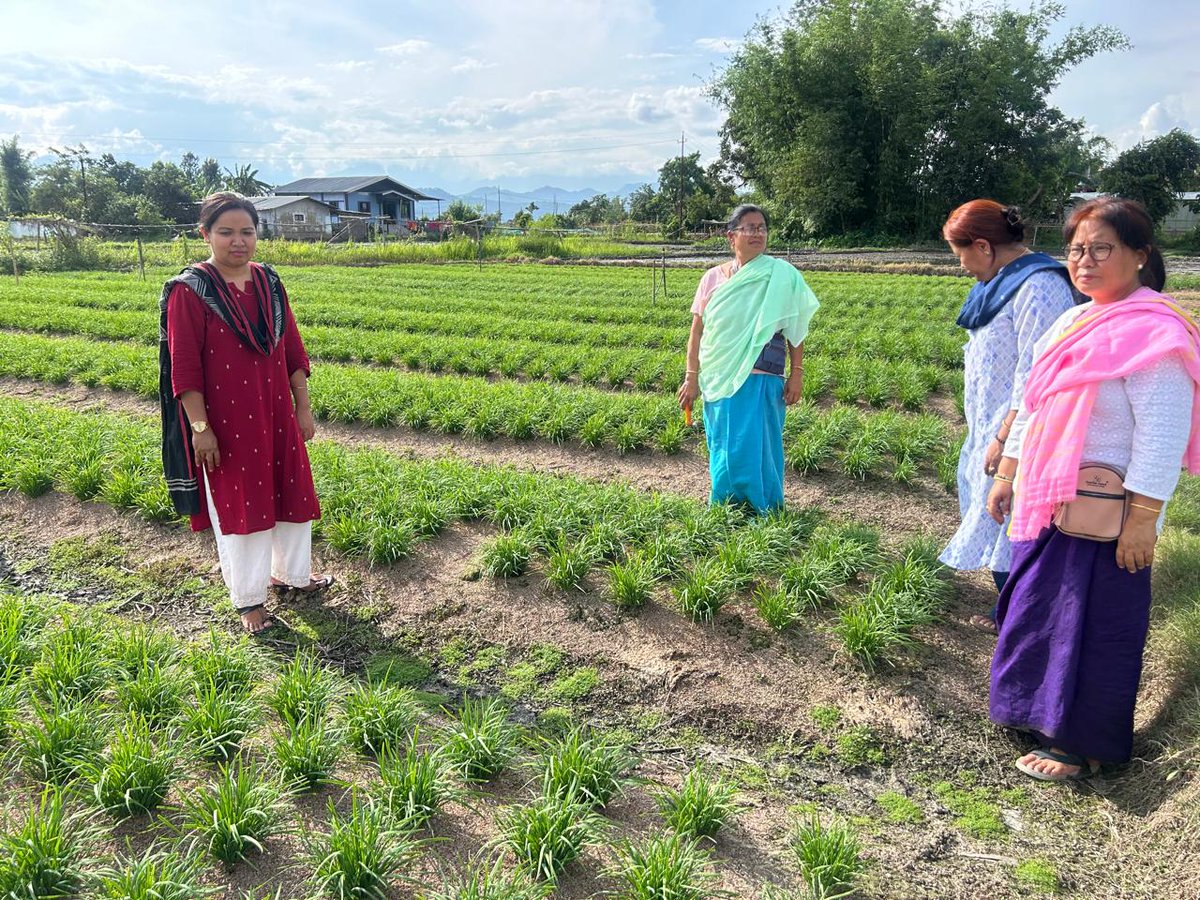 EastKvk's tweet photo. Diagnostic Visit at chives field, Kangla Sangomsang and technical guidance were given on nutrient and irrigation management, intercropping practices, pest management etc.
#ICAR 
#ATARI_ZONEVII https://t.co/f7fQLEjgMm