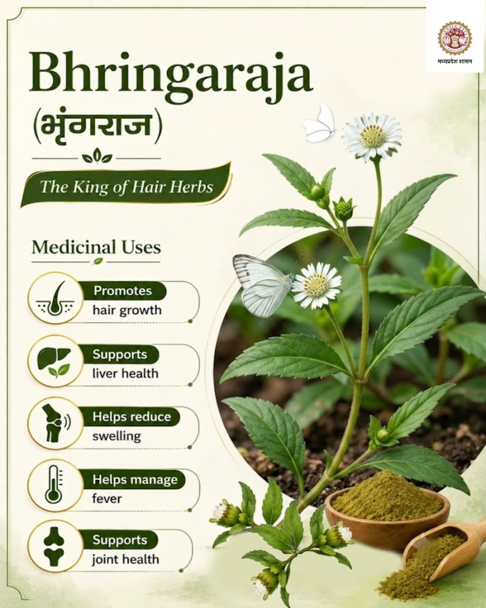 ayush_mp's tweet photo. Bhringaraja (भृंगराज) – The King of Hair Herbs.
A treasured #Ayurvedicherb known to:
✔ Promote healthy hair growth
✔ Support liver health
✔ Help reduce swelling
✔ Help manage fever
✔ Support joint health
#Ayurveda #AyushMP #MadhyaPradesh https://t.co/J4CnaAESLe