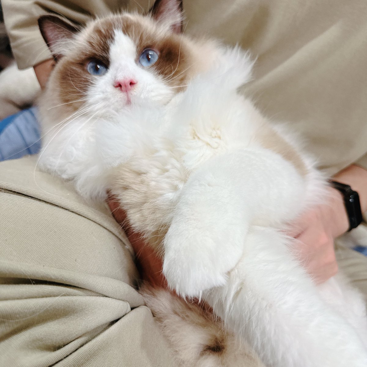 【maromo様♡専用ページ】 今日で生後丸8ヶ月になりました🐱 もふもふ…まるい…😽