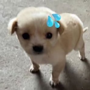 xin7ong's tweet photo. 플챗도 답장 3번 보낼 수 있나??
아 넘 어렵네 ㄱ-.. https://t.co/aesgEAX8GG