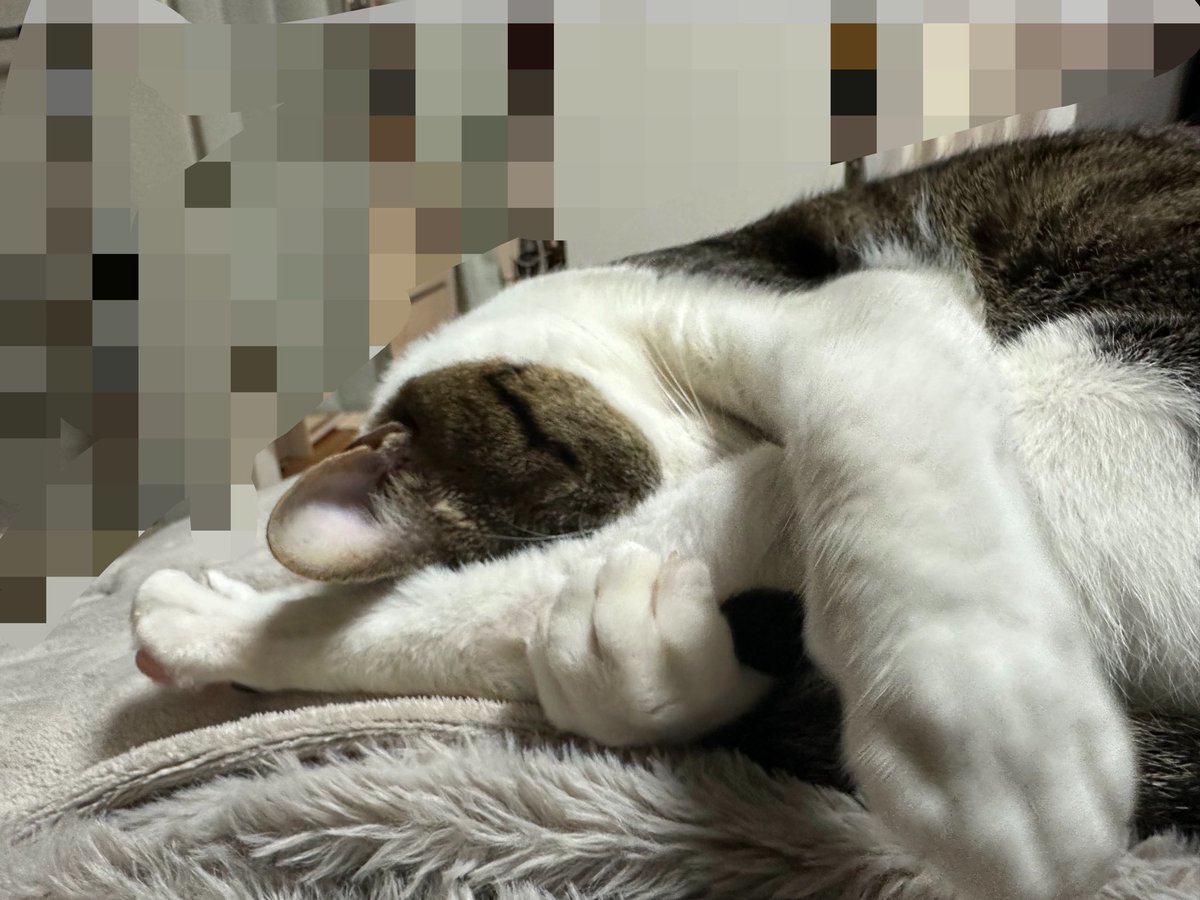 riiiiize0813's tweet photo. 猫の寝相はどうしてこんなに愛おしいのか https://t.co/fRA7p6pj5Z