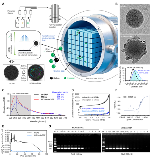 MPlantPCom's tweet photo. Three-dimensional mesoporous graphene nanoparticle-mediated transient silencing of susceptibility genes confers broad-spectrum disease resistance in crops #resource #PlantCommunications https://t.co/2skFbAutZ2 https://t.co/Lh2cZzNA7k