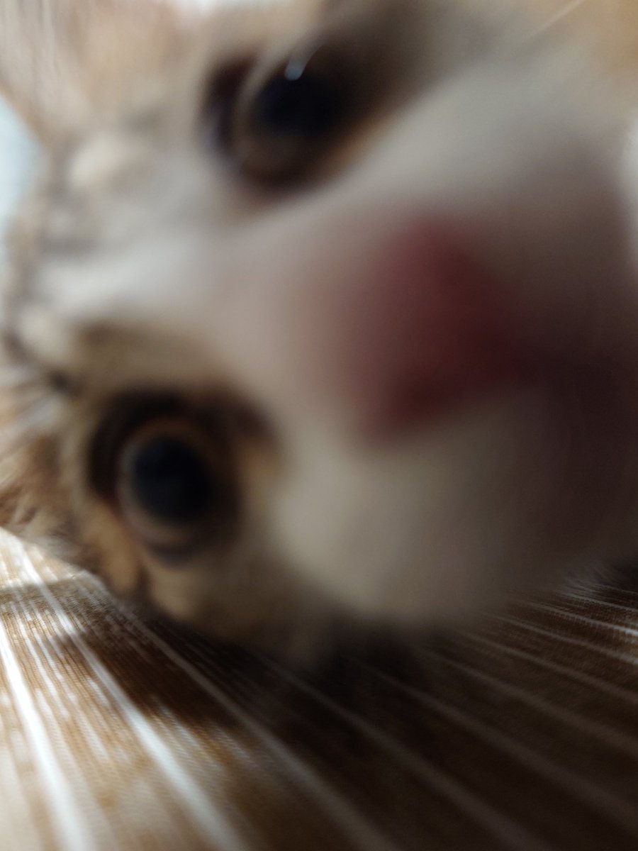 chizima's tweet photo. 友人宅のちいさきけものが可愛いすぎて気づいたら撮った写真200枚超えてたってわけ😌 https://t.co/nqhxlXqH7b