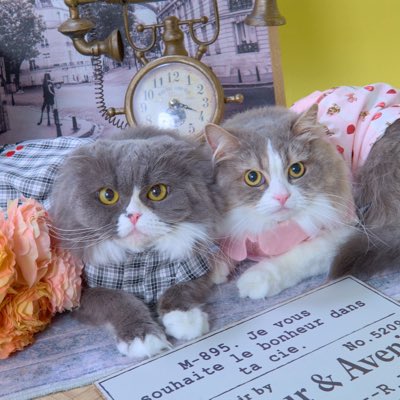 himarimikaaa's tweet photo. #新しいプロフィール画像 https://t.co/tHveTlan1q