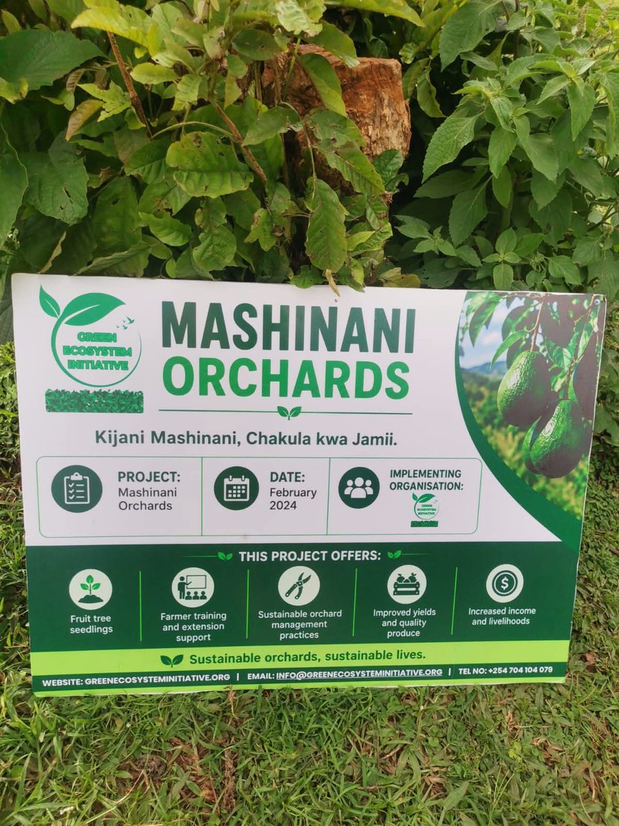 InitiativeGE's tweet photo. Before SONCA, there was Mashinani Orchards.

We partnered with local communities to promote avocado farming through quality seedlings, farmer training, and ongoing support to improve livelihoods.

Mashinani Orchards laid the foundation for SONCA. We're proud of where we started. https://t.co/NkMGbJfoZj