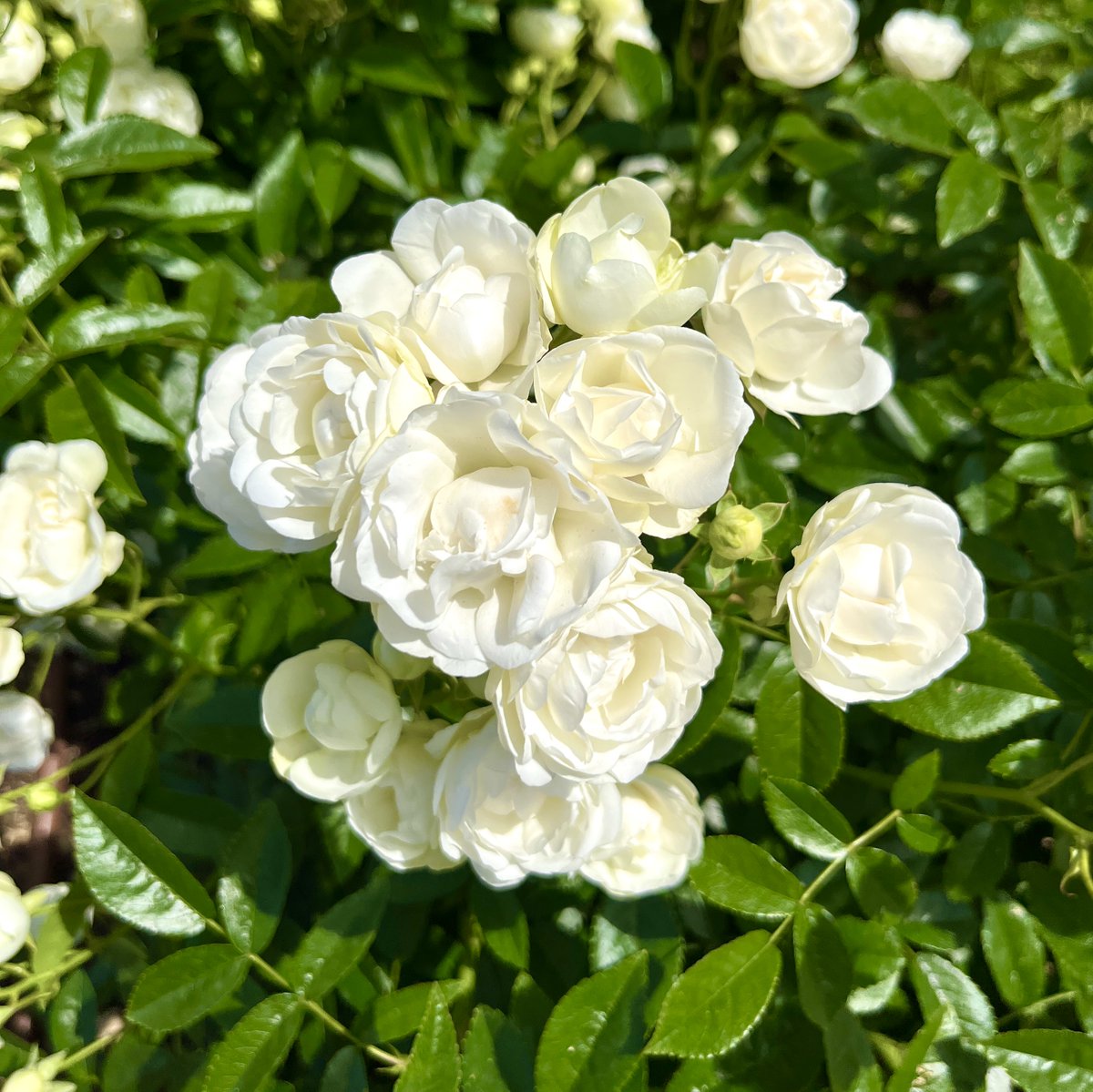 sunnylin88168's tweet photo. 夏の陽だまりの中、
青葉に包まれるようにして身を寄せ合い、
こぼれるように咲く白いミニ薔薇たち。🌿🔆🌿

雪のように繊細な花びらが重なり合いながら、
心地よさそうにそっと広がっている。

風に揺れるその愛らしい姿は、
まるで大自然が夏の五線譜に描いた優しいメロディのよう。🌿🔆🌿

静かな片隅で自分だけの愛おしいリズムを刻みながら、
控えめな優雅さと無垢な美しさをそっと咲かせている。

この素朴で満ち足りた佇まいが、
何よりも愛おしく、
心にそっと寄り添ってくれる。🌿🔆🌿

Under the warm summer sun, 
clusters of little white roses, 
delicate as snow, 
nestle together and unfold gently amidst the lush greenery. 🌿🔆🌿

Swaying softly in the breeze,
 their dancing silhouettes look like a beautiful melody 
written across nature’s summer staff. 

They move to a quiet rhythm of their own, 
gracefully revealing a sense of pure, 
understated elegance.🌿🔆🌿

There is something so effortlessly complete about this simple, 
tender presence—
it is the kind of beauty that quietly steals your heart. 

#花の写真 #FlowerPhotography