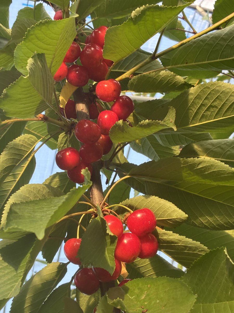 xveVX72Wdg38748's tweet photo. 🚨予約終了…でもまだ間に合う🚨

🍒シン・さくらんぼ狩り🍒
特別にペア5組10名様をご招待

【応募方法】
①このアカウントをフォロー
②この投稿をリポスト🔁

☑️応募完了

📅7/6〜7/12開催
⏰締切 7/4 23:59まで

限定5組のみ！
今すぐ応募🍒

#王将果樹園 #さくらんぼ狩り
#山形観光 #キャンペーン https://t.co/ibJtnj4gjT
