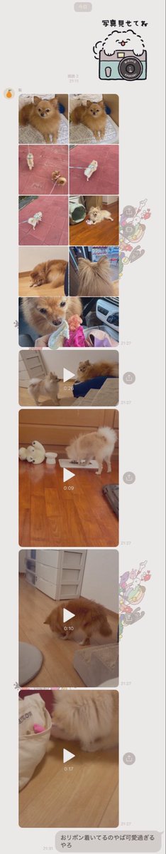 dooooondooon's tweet photo. 犬の共有LINEが2週間更新されてなくて
急かしたら直ぐに大量🆙してくれる妹シゴデキで好き https://t.co/6U7AsOC4hr