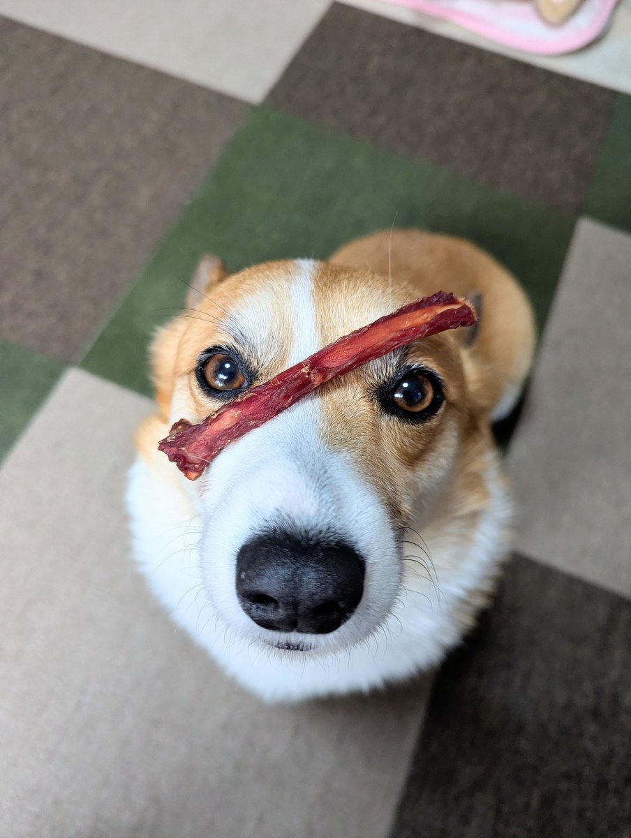 コーギー