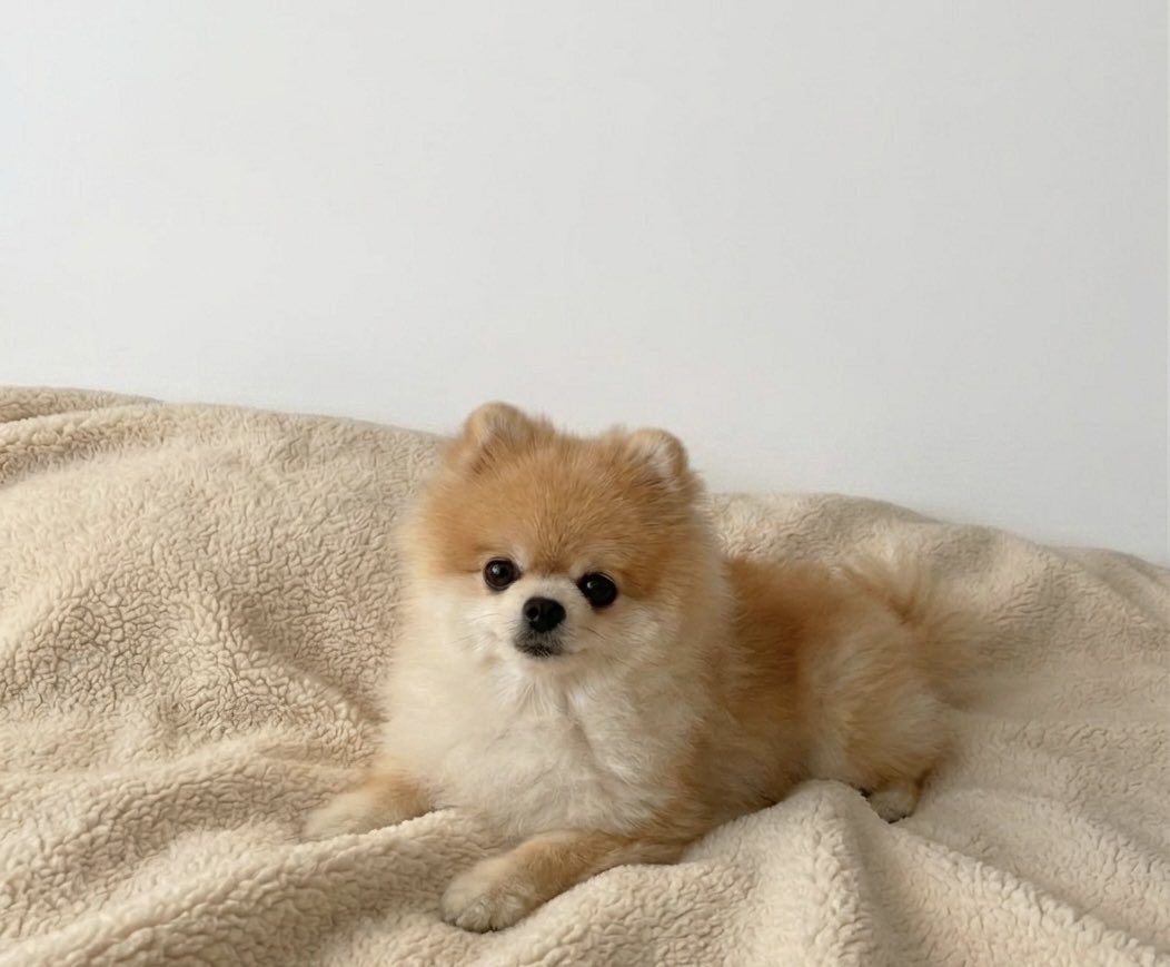 apicnicday's tweet photo. 강아 너무 보고싶어서 별안간 소유권 주장했음 내꺼임 https://t.co/F38YA9DXBi