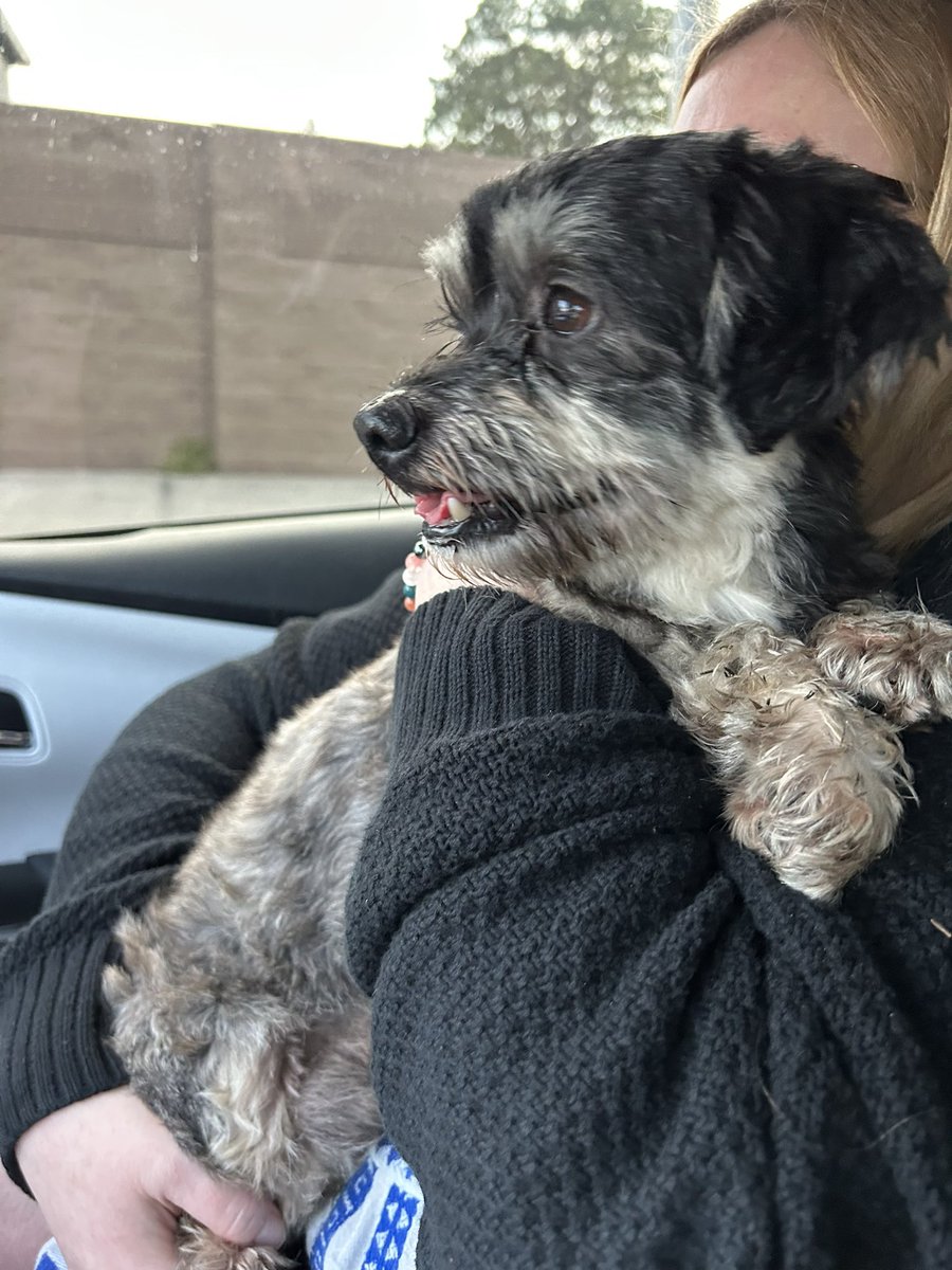 kashmir1's tweet photo. Long shot but! We found a lost dog this morning on the way to work, no collar or microchip, male, looks to be a terrier mix. Found near SR50 in the Sam’s Club/Neighborhood parking lot in Orlando. Posted on NextDoor and a few other places but wanted to cover my bases https://t.co/rWF3vFxw0v