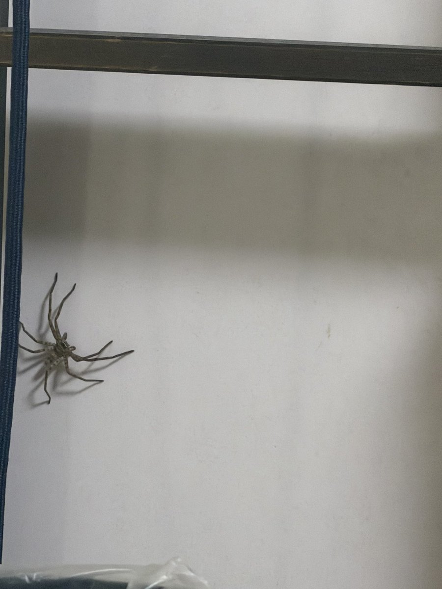 uber36446230's tweet photo. 怖い😱🕷️ https://t.co/36515qxooM