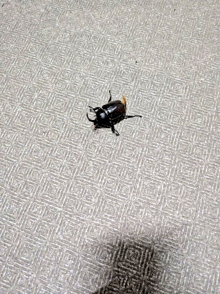 calmag's tweet photo. 去年ちょうど今頃クワガタいたけど今年カブトムシおったこちら23区内🫢
ひっくり返してあげたら飛んでった良かった
 #カブトムシ https://t.co/zK1w1p9fu2
