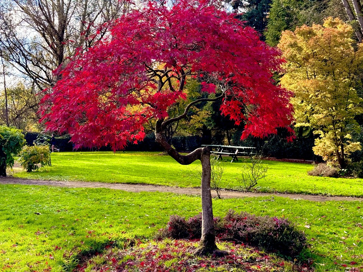 jjmmli's tweet photo. Trees, the silent storytellers of nature.
Let’s see your tree capture 🌳 https://t.co/bhWhTWa9QX