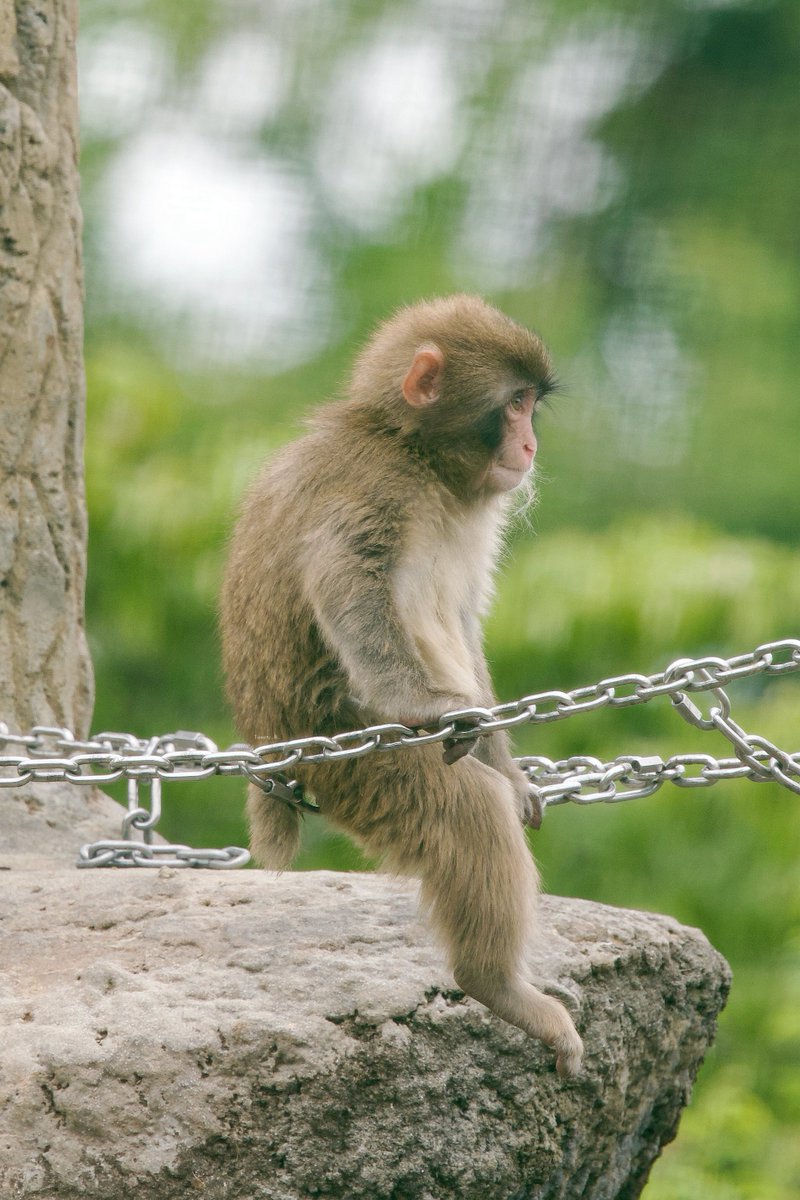 Tweety_R_25's tweet photo. 20260623

つかれた時はちょっと休憩🐒🪽

#市川市動植物園
#がんばれパンチ https://t.co/yayjozLWpp