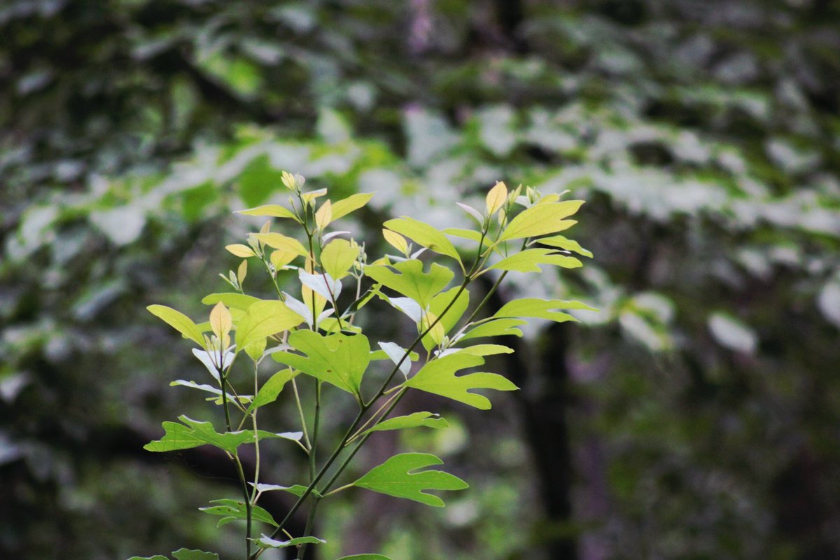 AcyRunway13's tweet photo. Thank you for bringing in the fullness of life all month long, enjoy the last day of June 🌿🍃

Happy Tuesday all ☀️☕️
#Tuesday #June30th #summer 
#NaturePhotography #nj https://t.co/EusPuTAiCE