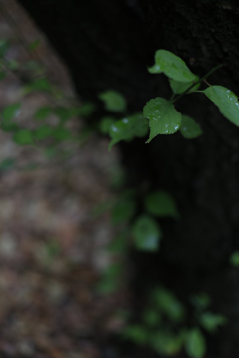 vimo1014's tweet photo. 20260620
紫陽花園
@a_ya_no_0122
#portrait #あやの #CANON #EOSR6mark2 #EF50F1.4 #EOS6D #EF135F2L https://t.co/pIPN8HZJE9