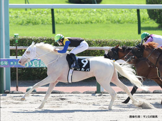 keiba_info_club's tweet photo. JRAで3勝以上&amp;特別レース勝利を挙げた白毛馬

・ソダシ
・ハヤヤッコ
・シロニイ
・ブチコ
・ダノンハーロック
・カルパ←NEW!!

これまで日本で生まれた白毛馬49頭中この2つの条件を満たしたのはわずか6頭のみ https://t.co/T9VmsHeScN