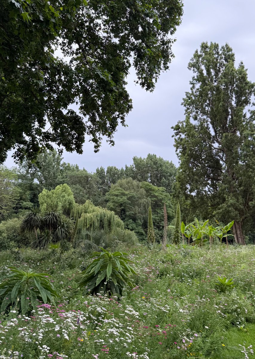 jranoyes's tweet photo. I love St James’s Park on muggy days like this. It has the feel of a jungle https://t.co/lzbQO24VsW