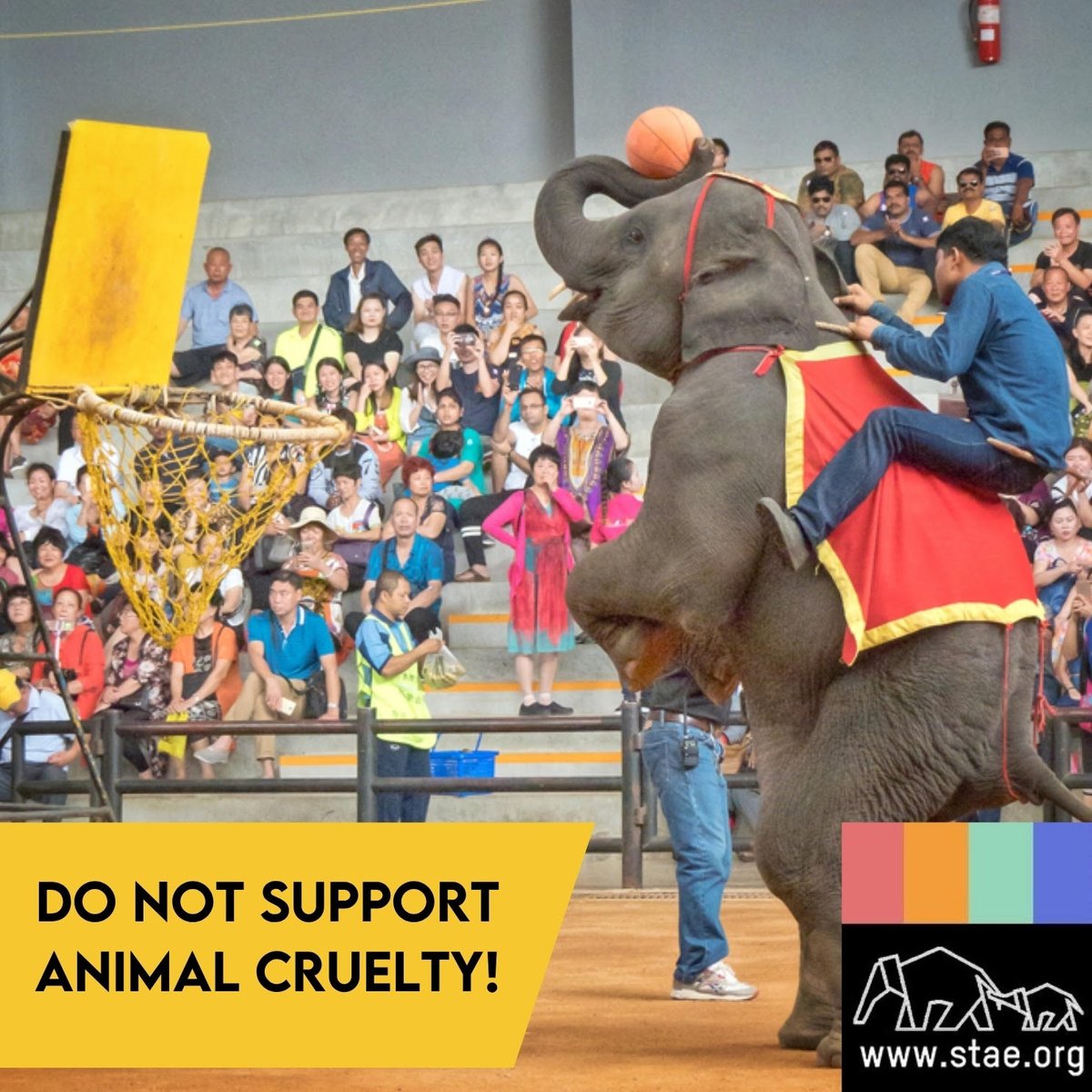 stae_elephants's tweet photo. Elephants are not objects for our entertainment. Never support animal cruelty. https://t.co/ox4OC54Gf7