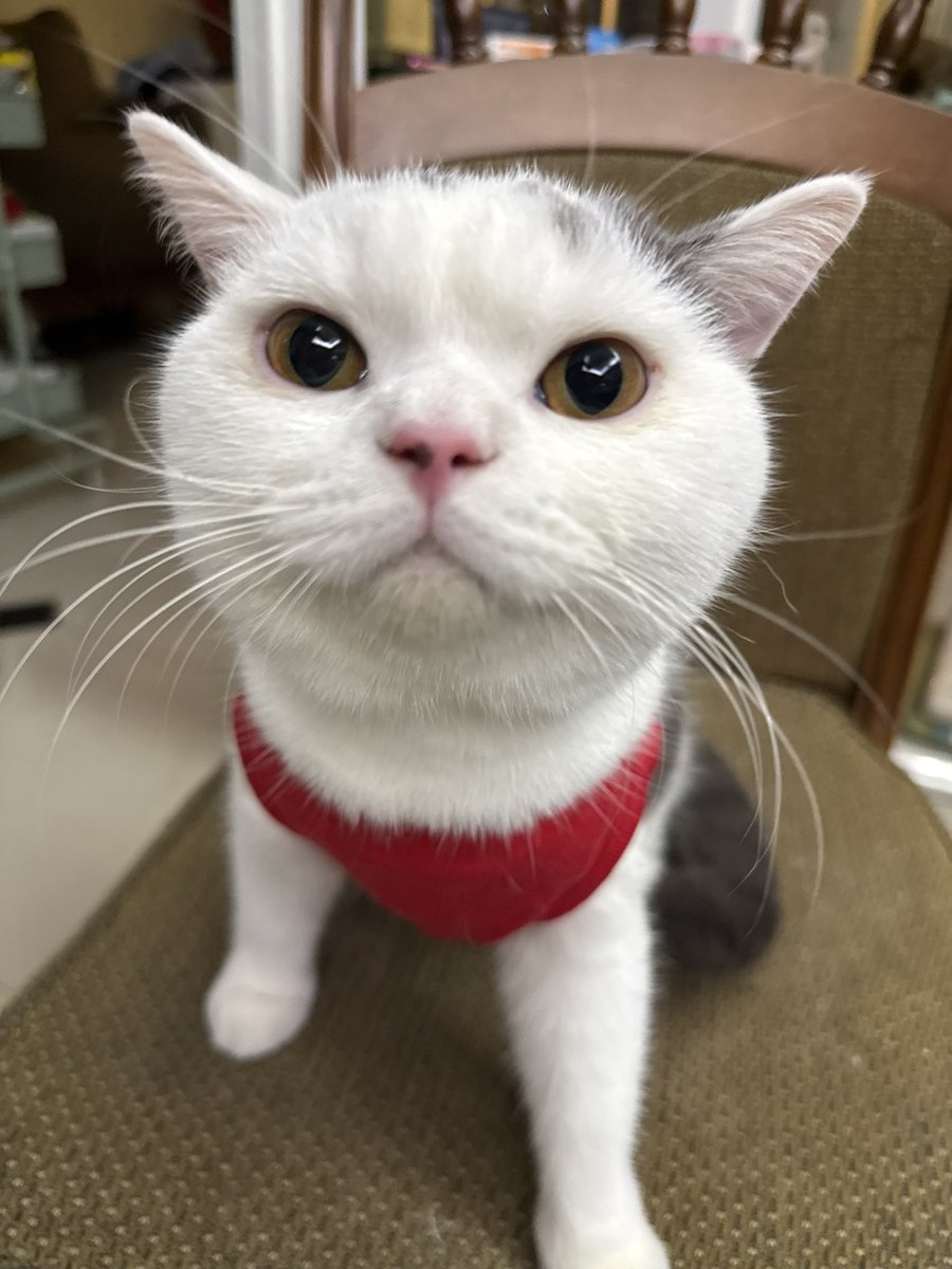 yoojeenoo's tweet photo. อย่ากินหนูเลย เนื้อหนูน้อย ไม่อร่อยหรอกพี่ https://t.co/5FWzvaIJZO