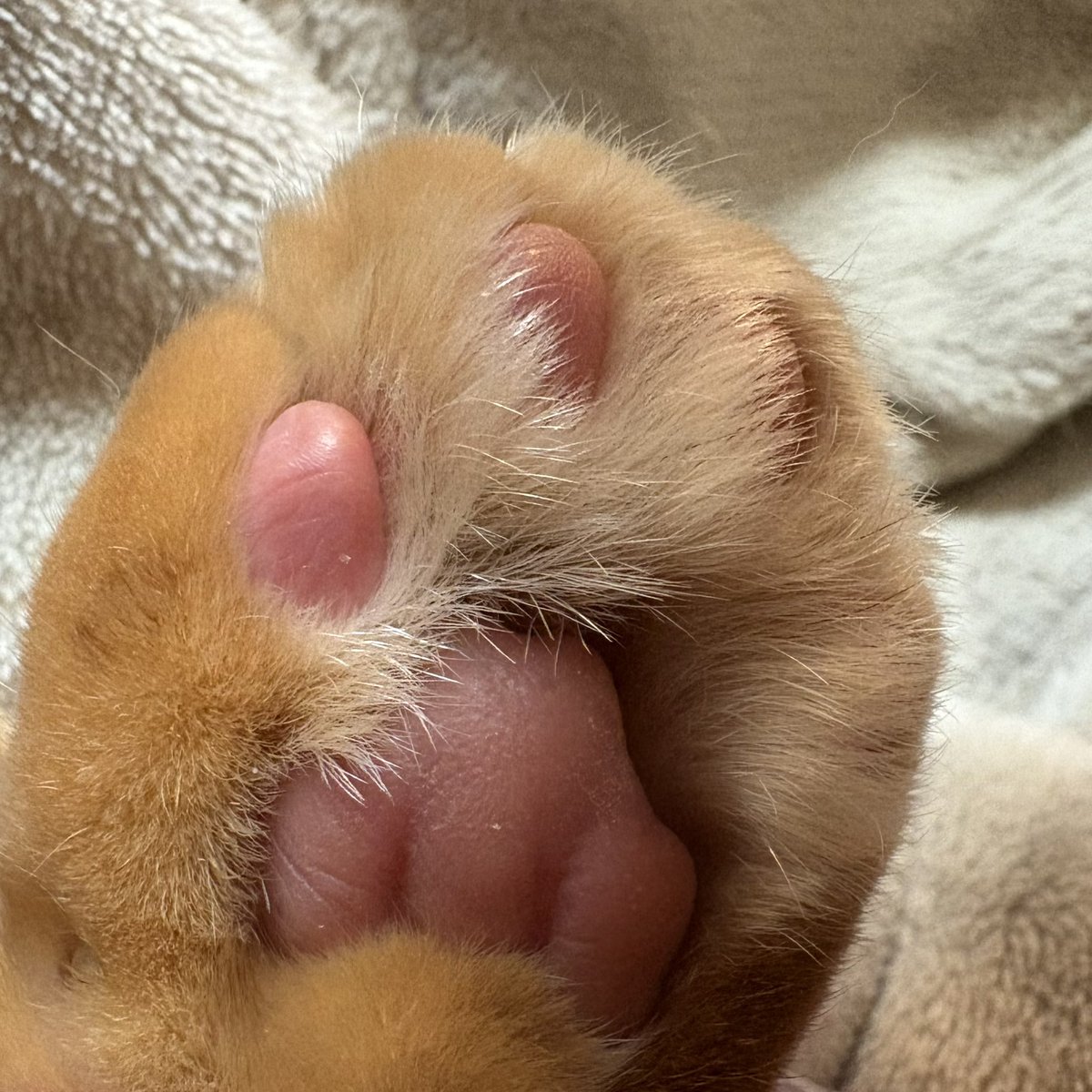 catjirocat1's tweet photo. 朝、顔洗ったら水がしみて、よくよく見たら顔に縦線3本入ってて、疑うわけじゃないけれど、このもふもふに隠されたものの間隔と縦線の幅がぴったり一致しそうです🐾 https://t.co/apHOOz553b