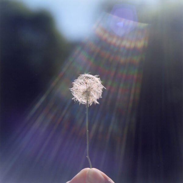 womensart1's tweet photo. Rinko Kawauchi, Japanese photographer, known for her serene, poetic style #WomensArt #JapaneseArtistWeek https://t.co/i4coKNfS8U