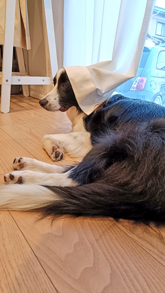 kobaktkr_'s tweet photo. 牛乳を注ぐ犬だ　┏⁠(⁠＾⁠0⁠＾⁠)⁠┛ https://t.co/IkGTdl3cSK