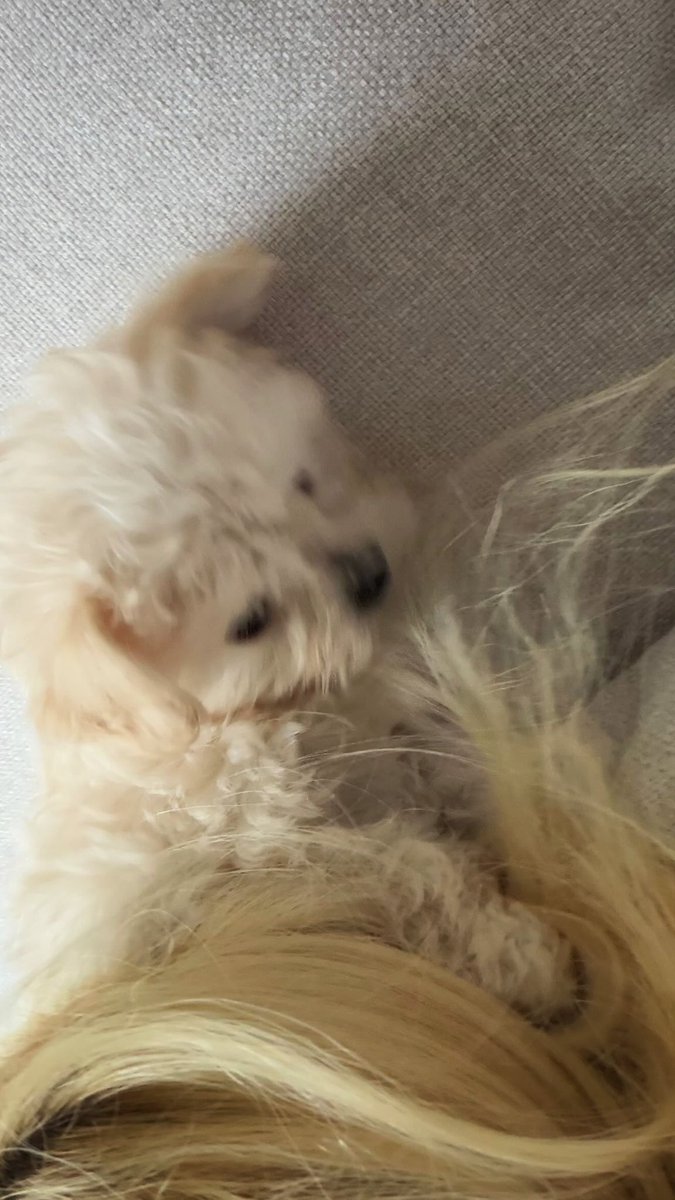 aeubade's tweet photo. meet ponyo, a ball of rage. https://t.co/Tsb7xxg8QM